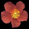 H. 'Banwy Velvet'
